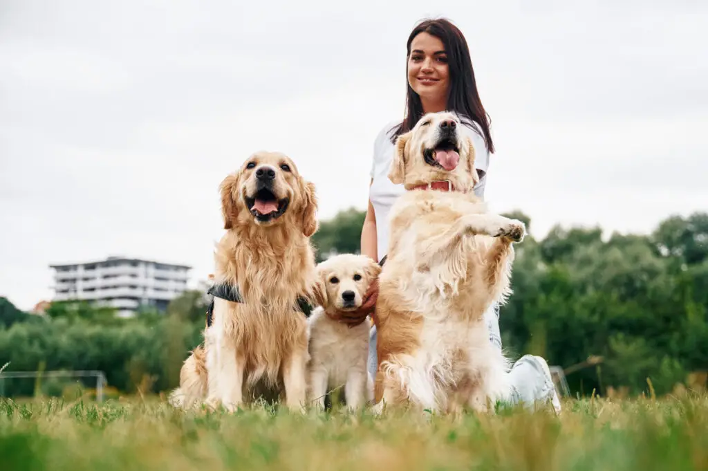 Comfortable dog receiving in-home pet care
